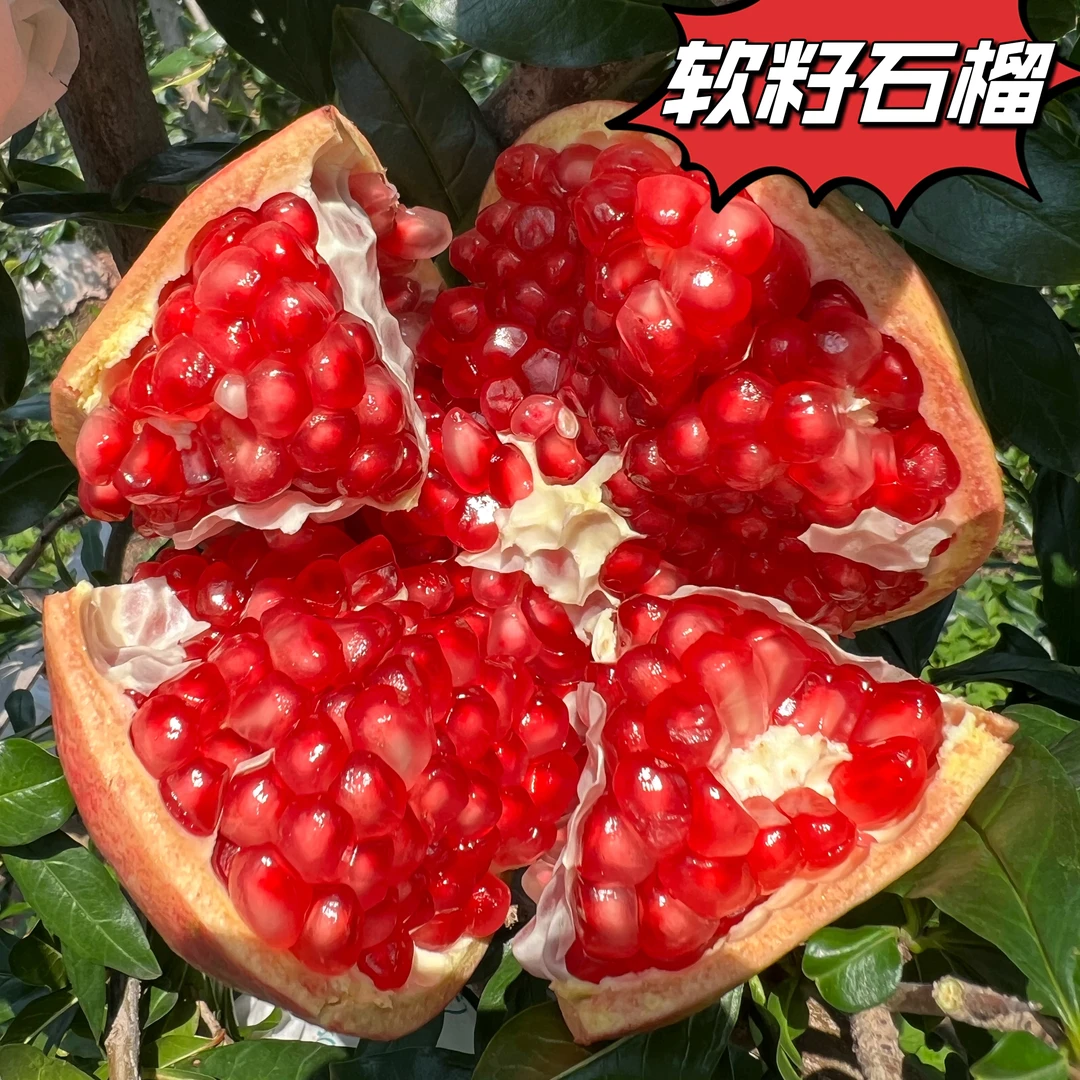 四川会理应季新鲜突尼斯水晶软籽石榴水果现摘现发坏果包赔