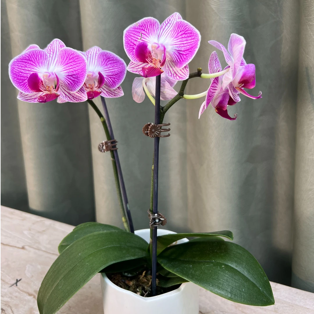 【天堂鸟】蝴蝶兰带花