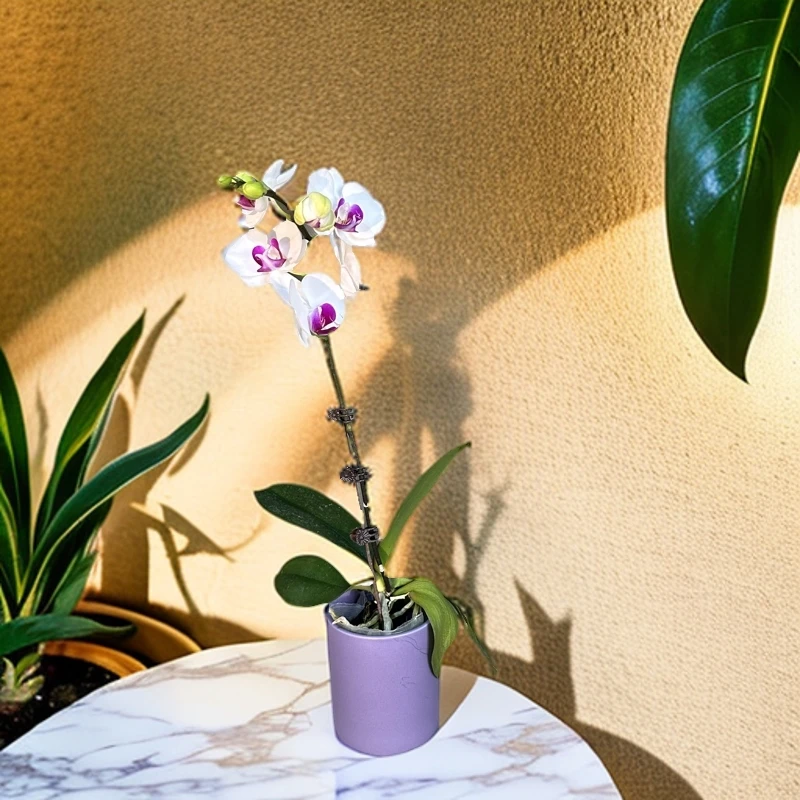 蝶飞来【雪玉】蝴蝶兰带花