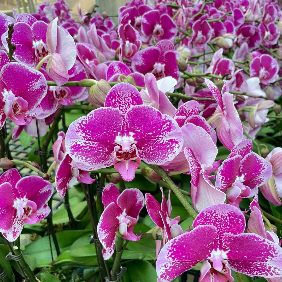 【大财主】蝴蝶兰带花带花苞 3.5寸