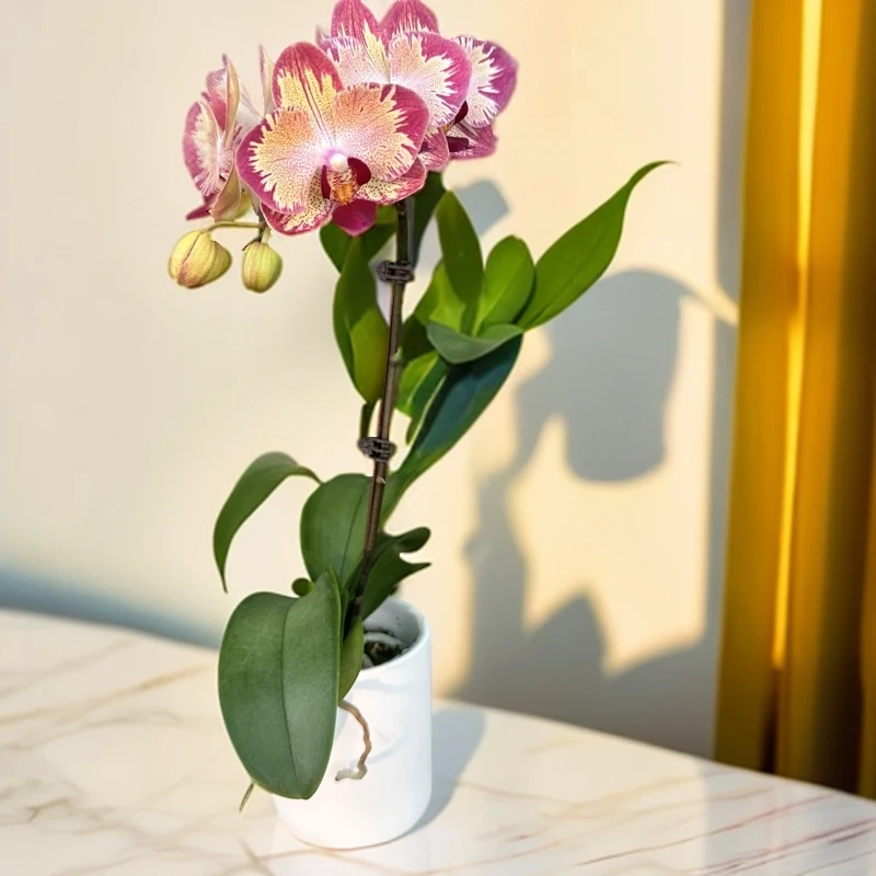 【爸爸加油】蝴蝶兰单株