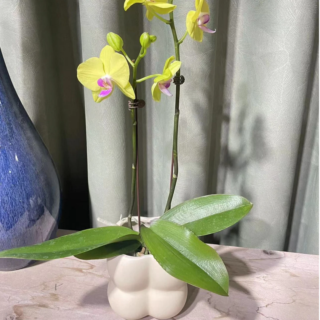 【甜格格】蝴蝶兰带花带花苞