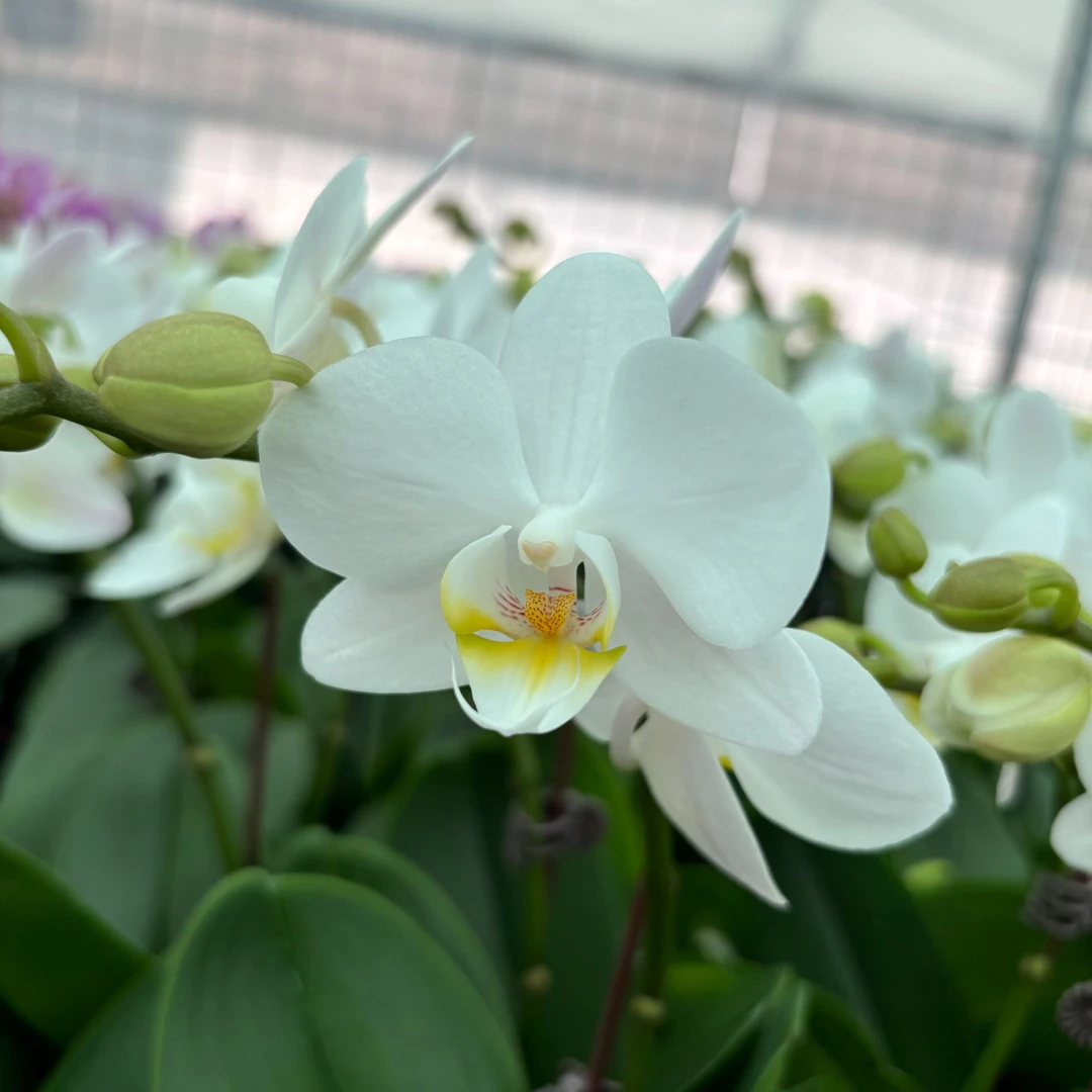 【因斯布鲁克】蝴蝶兰带花带花苞