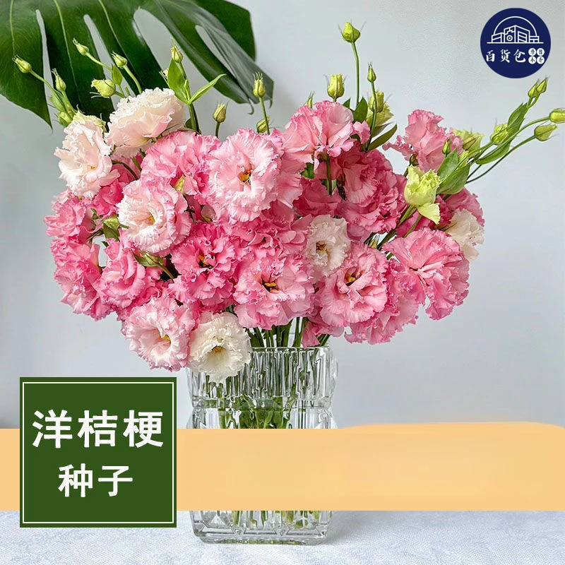 【新疆包邮-乌市发货】重瓣洋桔梗花种四季播种开花花卉种孑庭院