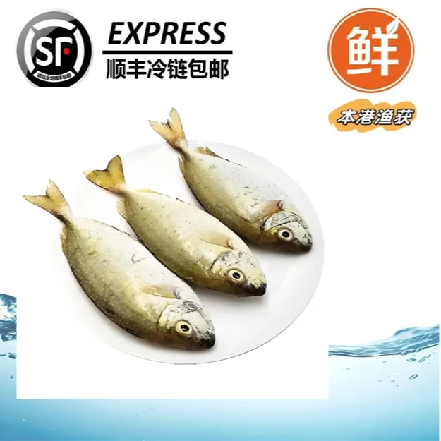 【照灯泥猛】惠来神泉港照灯泥猛、黄缇【5包】速冻锁鲜原产地新鲜发货