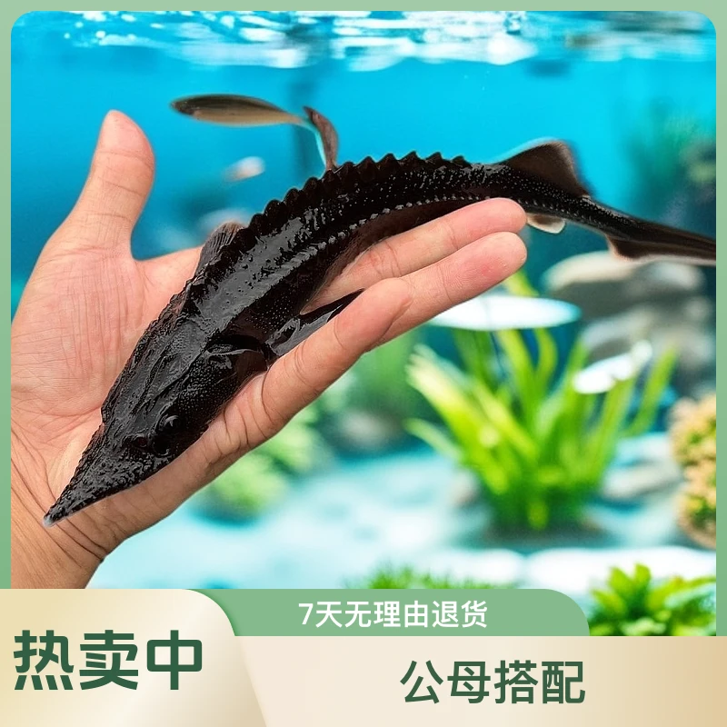 鲟龙鱼观赏鱼淡水鱼冷水鱼宠物鱼缸鱼池鱼塘水库养殖活体中华鲟鱼