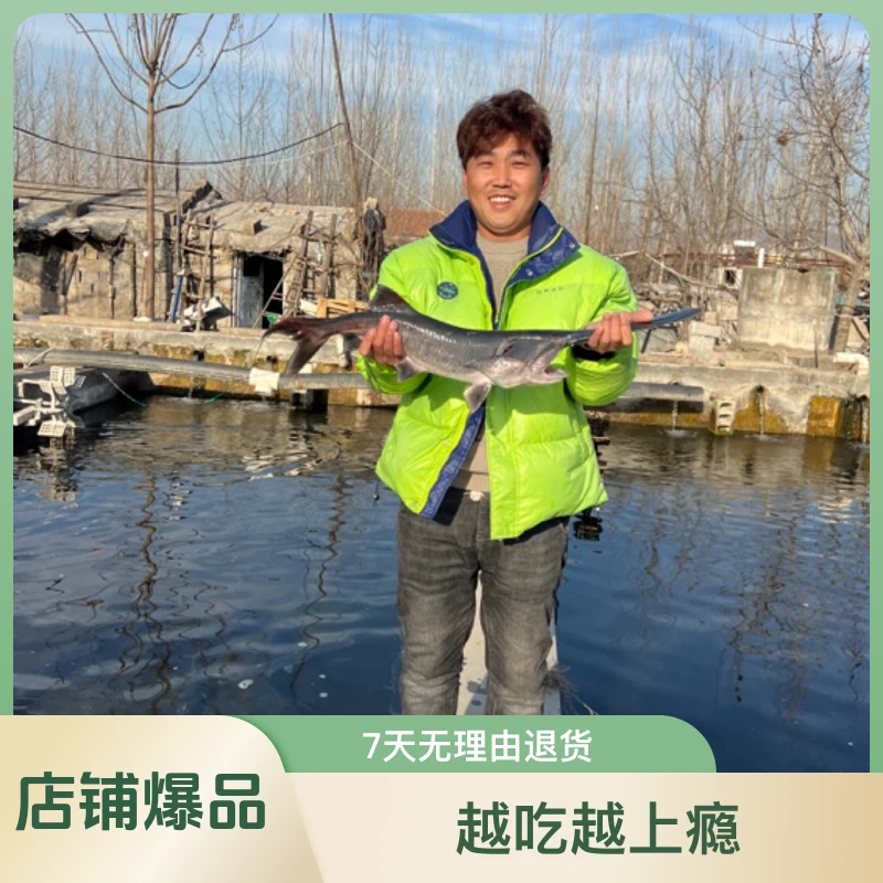 鸭嘴鱼现杀新鲜食用脆软骨无刺饭店用鱼生鲜礼品鸭嘴鲟
