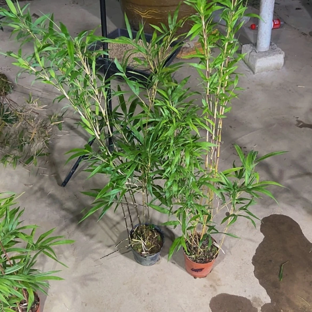 【闪购商品】成*两盆