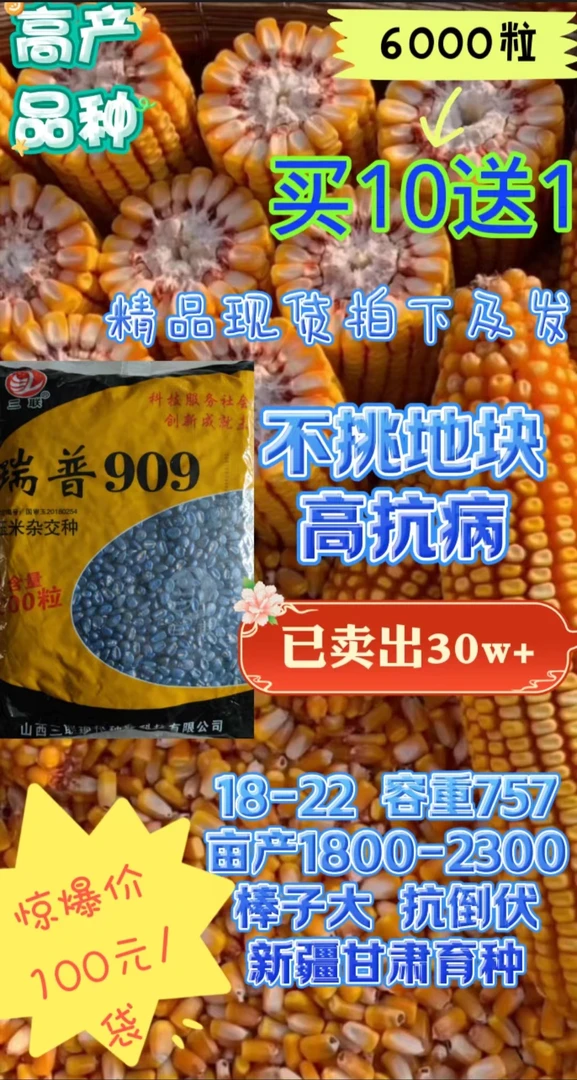 瑞普909玉米种子抗倒抗病矮杆大棒高产玉米