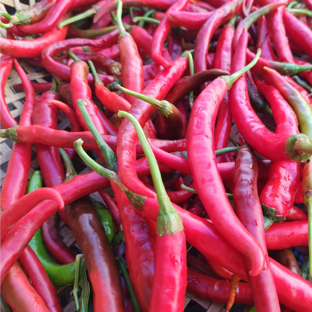 当季新鲜辣椒 青剁辣椒、红剁辣椒500克/瓶