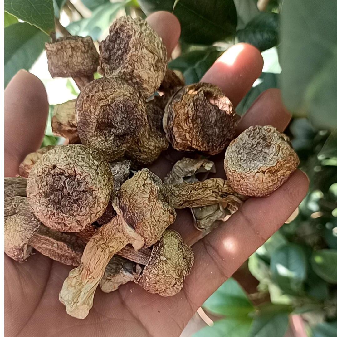 （梁一个）2024 精选 本色巴西菇 250g/500g（含袋重量）