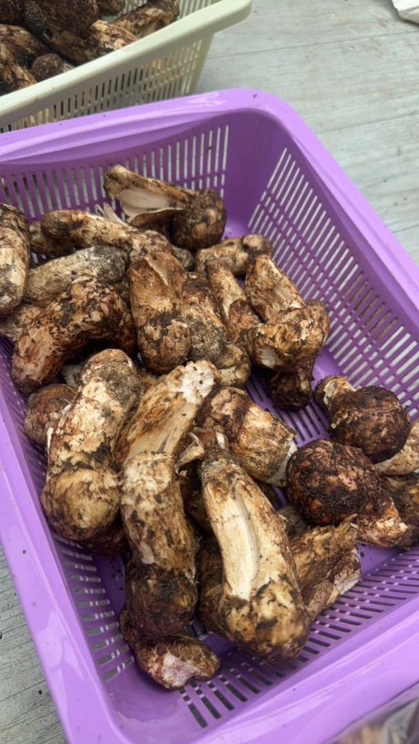 (顺丰包邮)云南香格里拉破皮虫眼不售后 500G