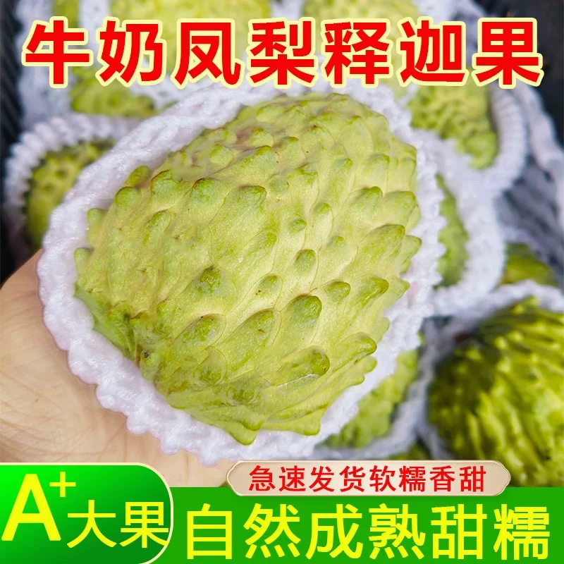 （香甜顺丰包邮）云南释迦果鲜甜可口产地直发多汁香甜3-5斤a