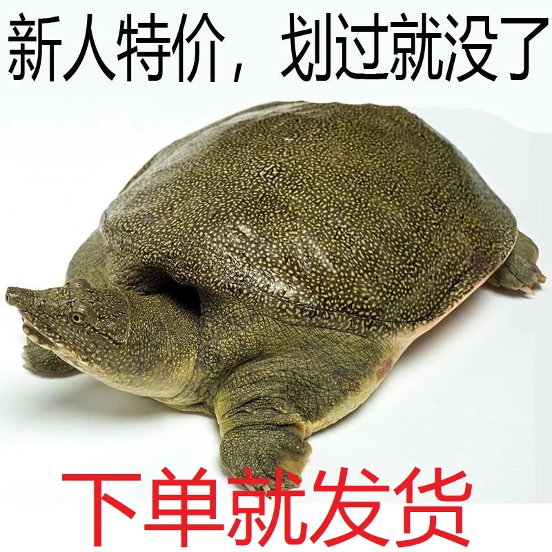 2.8斤1只 新鲜活甲鱼外塘生态水鱼王八团鱼批发  包活送到