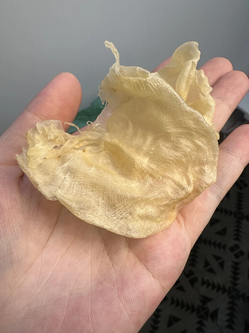 250头鸡蛋胶丑胶 滋补 煮汤炖奶