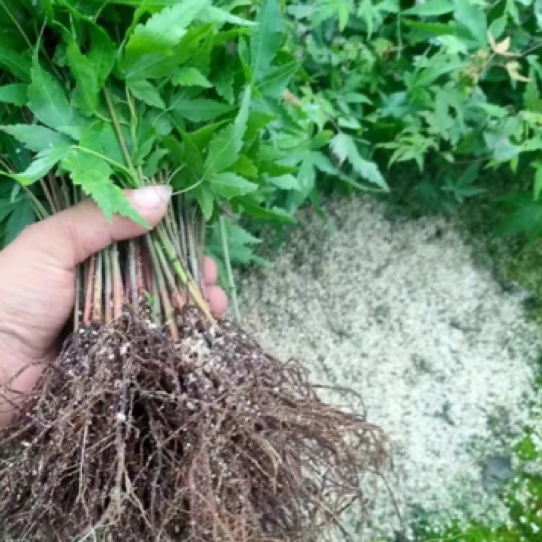 红千鸟扦插苗原生小苗裸根发不带叶牙签苗