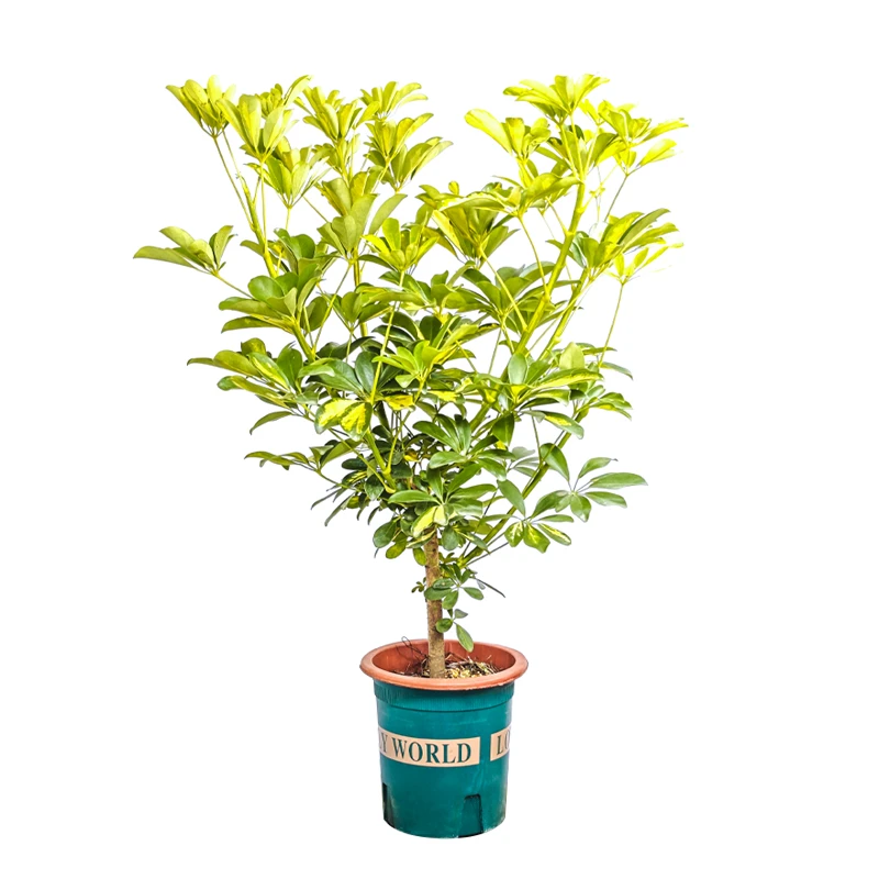 彩叶花叶鸭脚木鹅掌柴七叶莲室内室外土壤生长绿植四季鲜活老桩