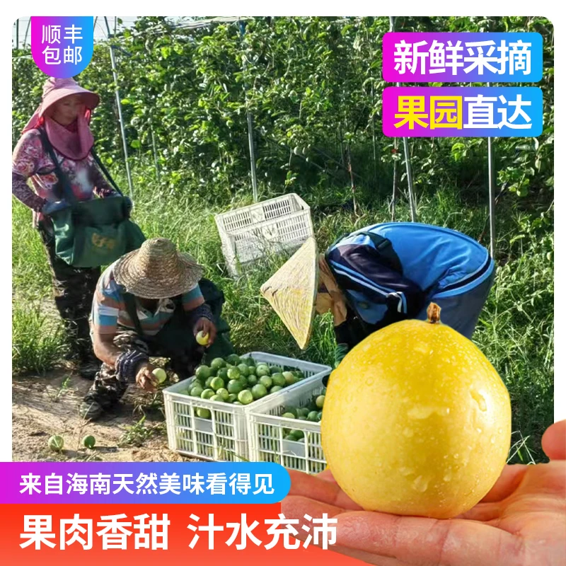 海南钦蜜九号原产地直供甄选特果香甜百香果多汁水果整箱新鲜包邮