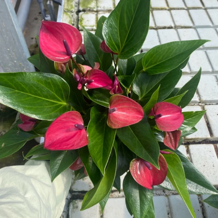 红掌-高端花卉桌面盆150