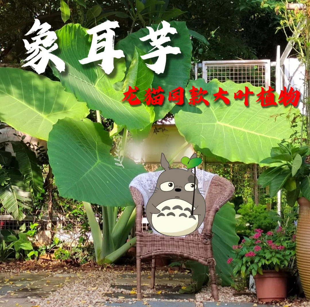 巨型象耳芋龙猫同款大野芋绿植庭院大型网红观叶造景室内盆栽植物