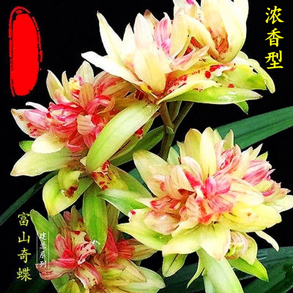 兰花苗建兰奇花浓香型富山奇蝶室内盆栽好养易活阳台庭院