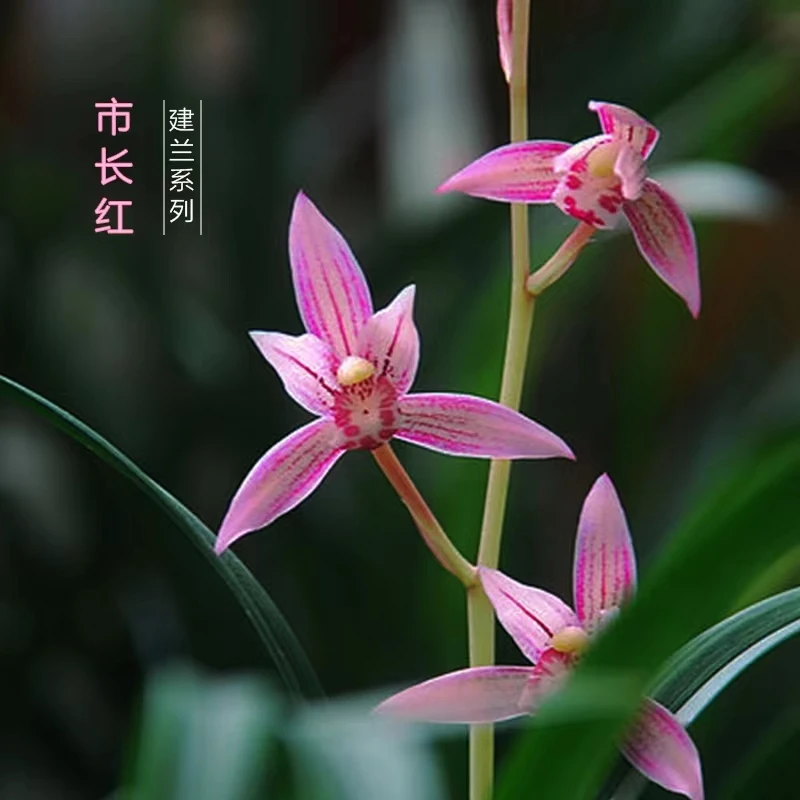 【带花苞】兰花苗【市长红】建兰四季兰浓香矮种好养花卉绿植盆栽