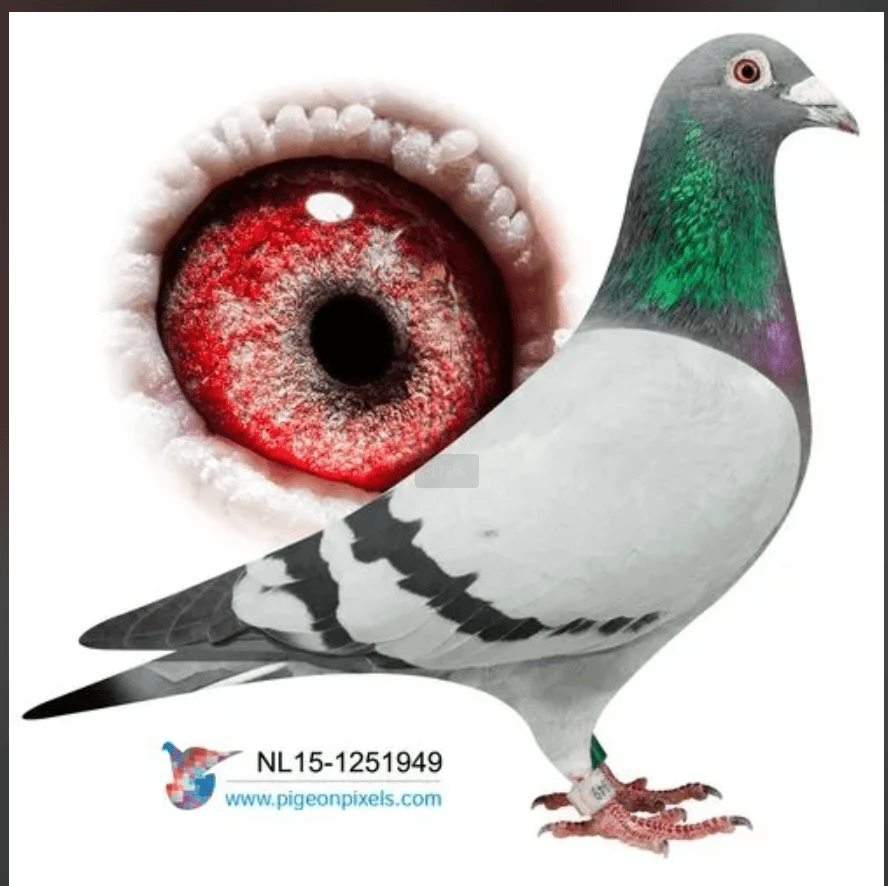 瓦灰信鸽 鸽粮 鸽窝