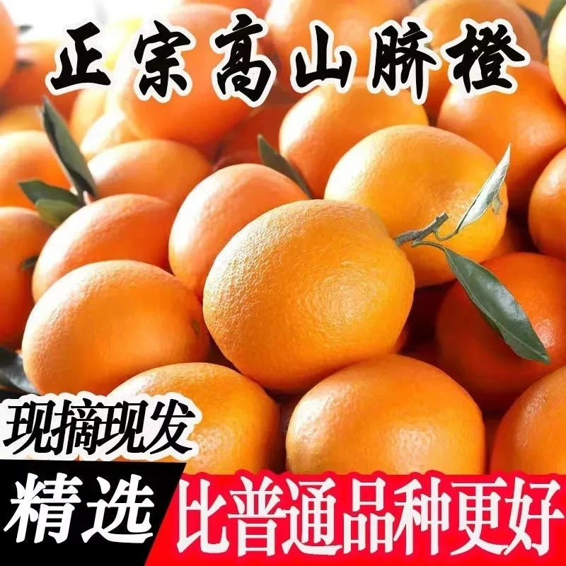 【高山冰糖橙顺丰包邮】D3正宗高山自然熟脐橙现摘现发新冻橙子