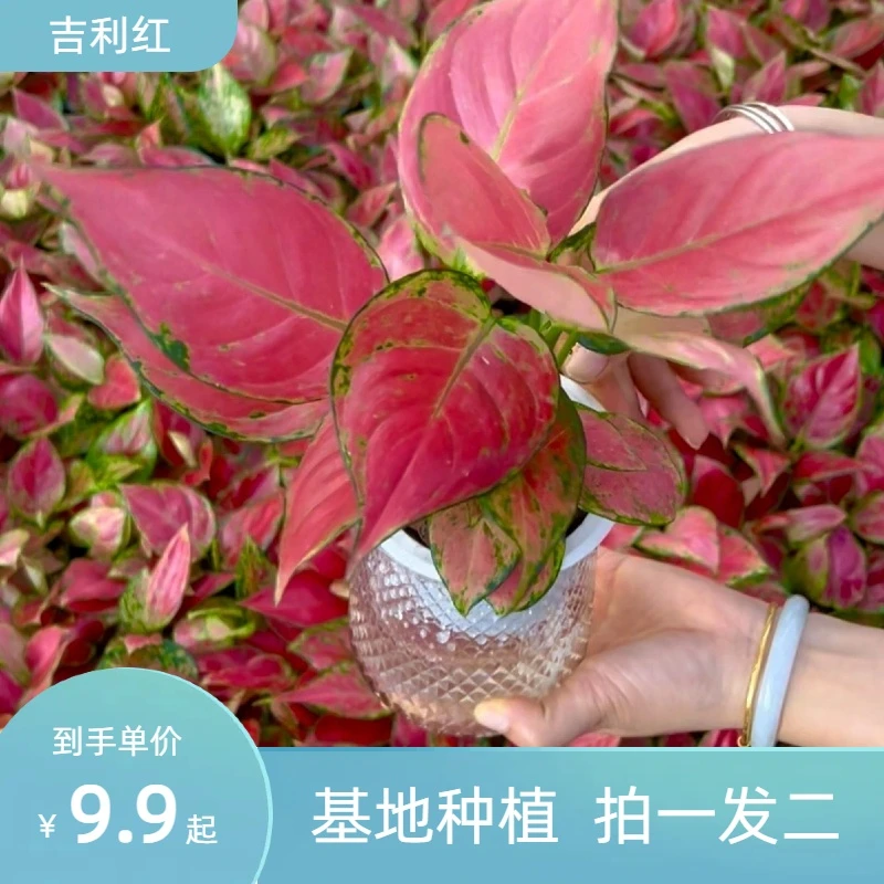 吉利红红如意2盆办公室懒人盆栽水培土培彩叶美化植物好养室内外