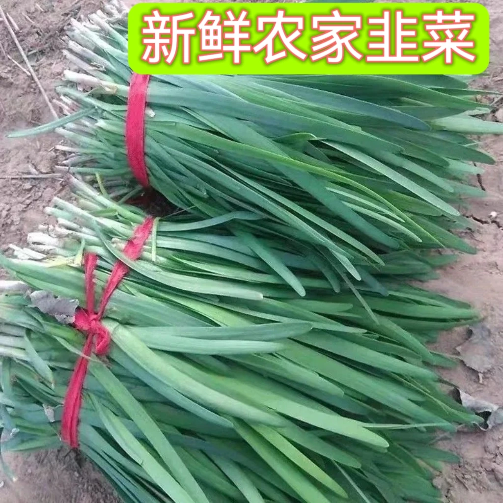 【东台琴姐】农家自种新鲜韭菜现割速发顺丰包邮