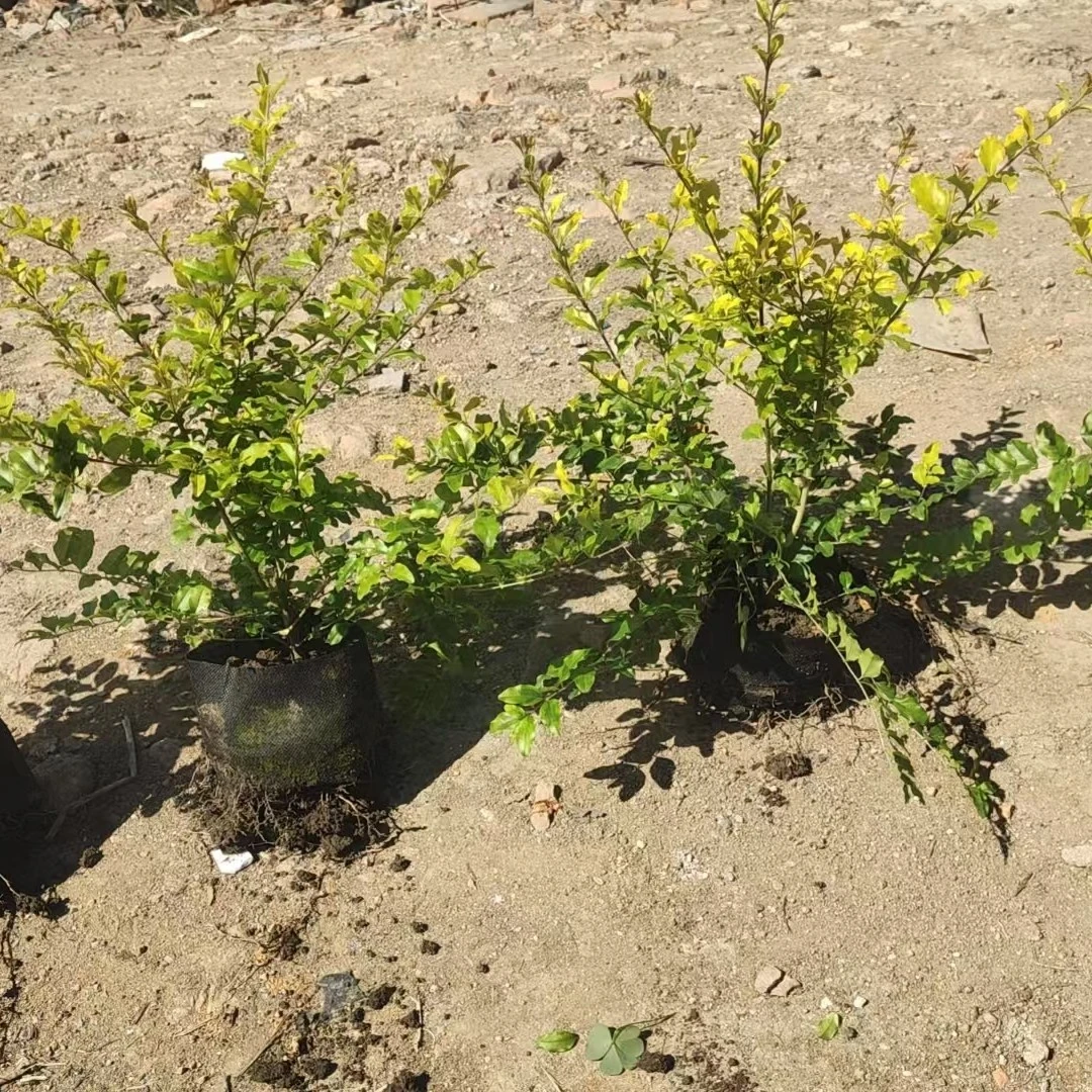 亮晶大杯苗基地直销