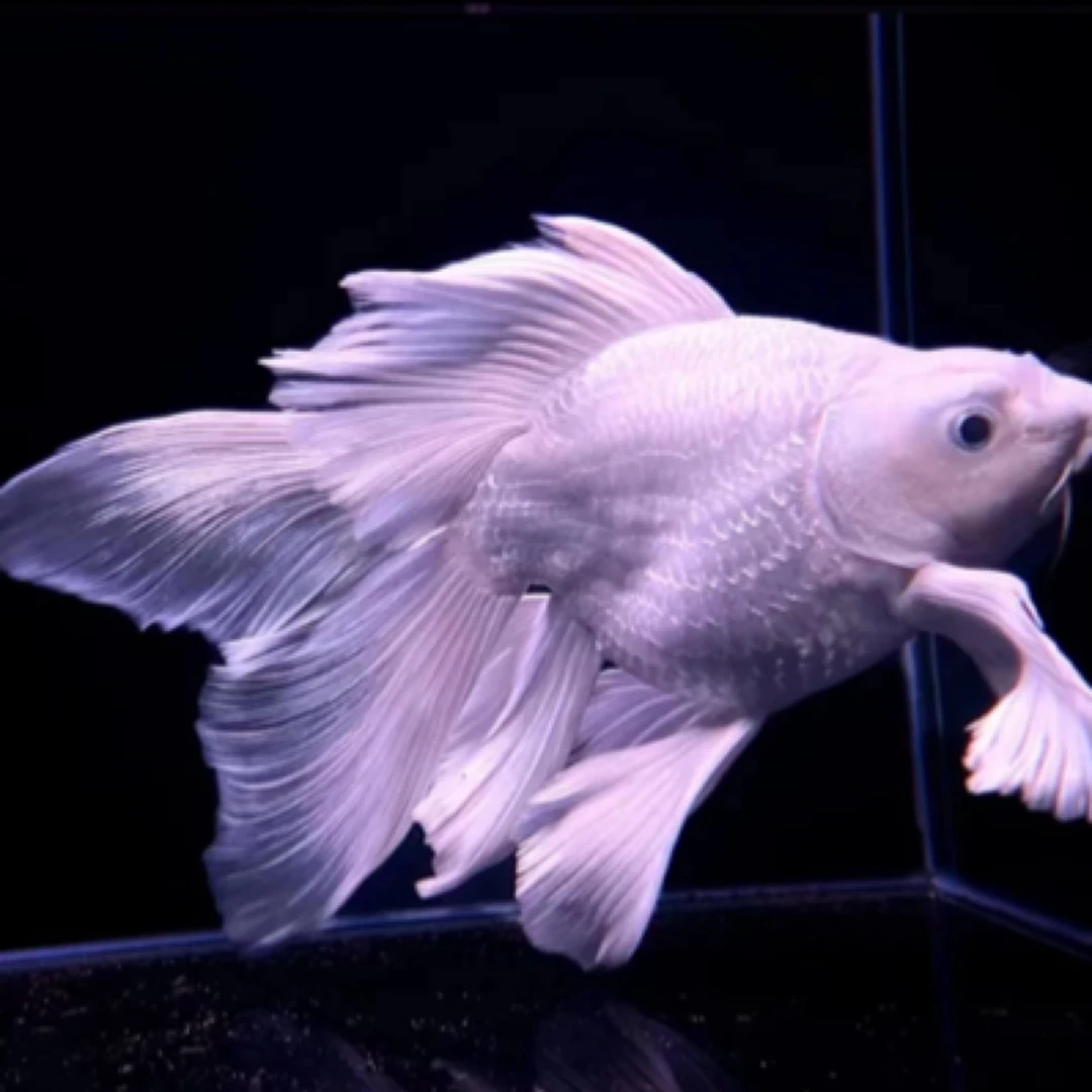 直播一物一拍精品白蝴蝶到货录开箱视频渔场直发