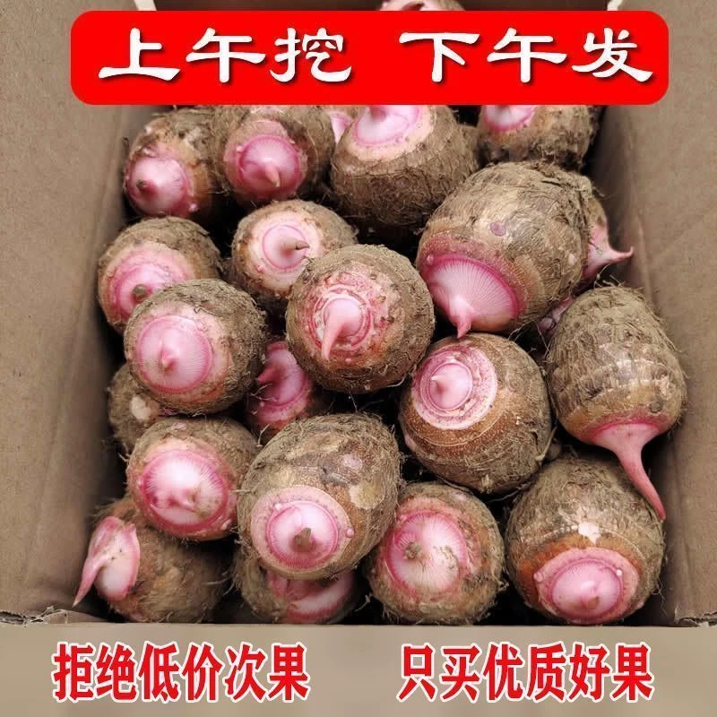 贵州新鲜红芽芋头小芋头芋艿农家毛芋头红芽芋头新鲜芋头香芋