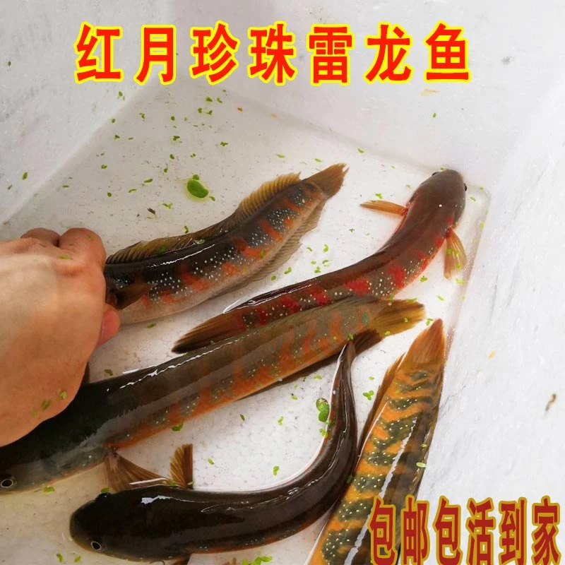七星鱼红月雷龙鱼国产雷龙月山花鱼山斑鱼点秤鱼无需打氧观赏鱼