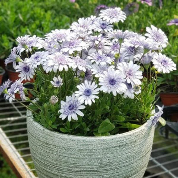 蓝目菊南非万寿菊花苗室外阳台庭院植物耐寒盆栽四季开花盆栽花卉