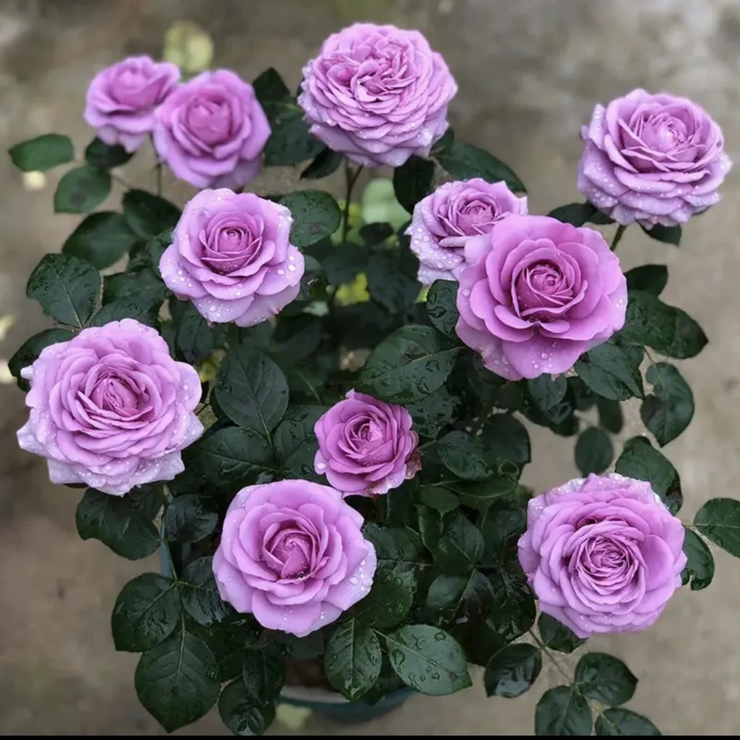 【水王星】1加仑盆多棵扦插月季花花卉绿植盆栽花卉直播四季开放