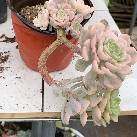 678小小肉肉粉布偶锦