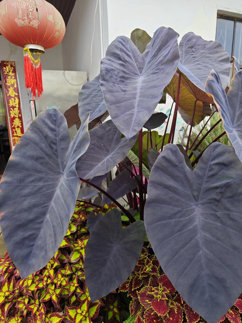 黑魔法海芋黑叶海芋稀有黑色多年生喜光照耐晒花园配色