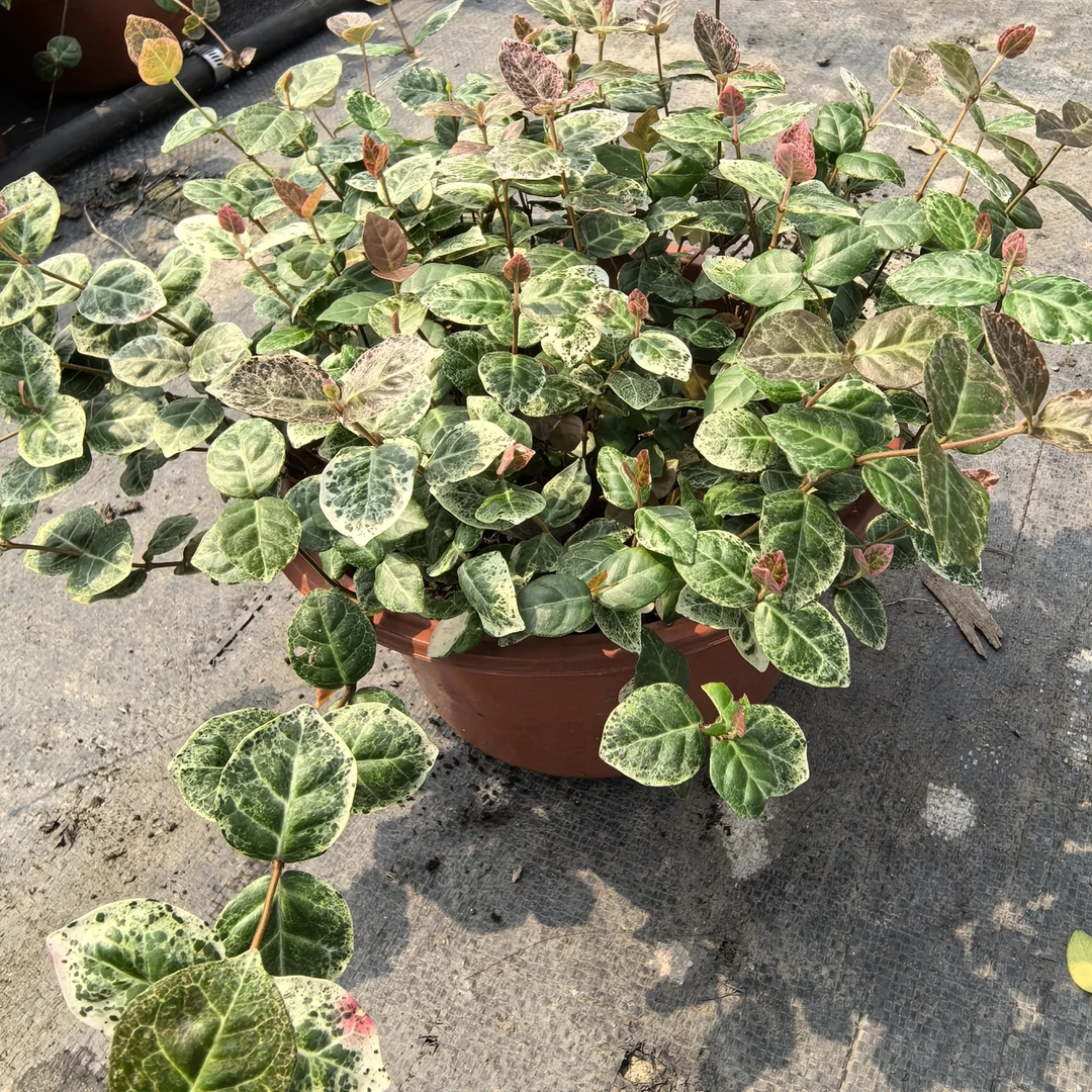 黄金，花叶络石多年生的观叶植物