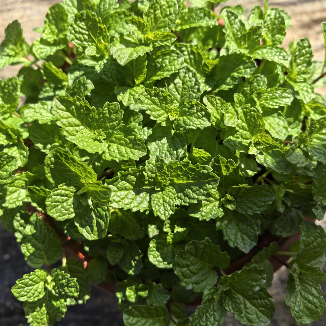 可食用薄荷，盆栽庭院植物