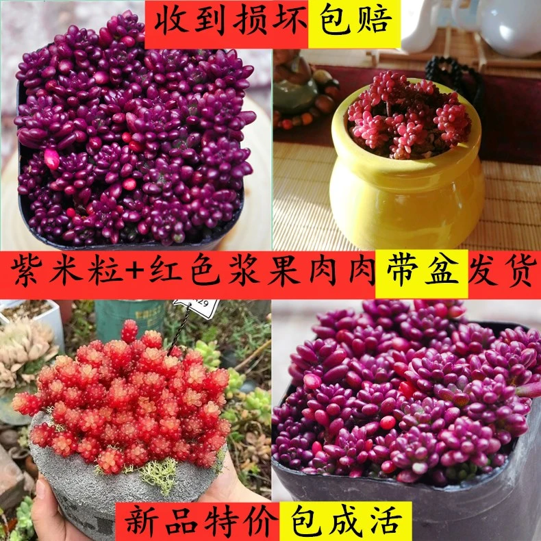 紫米粒浆果多肉植物喜欢阳光暴晒植物紫米粒浆果爆盆多肉植物