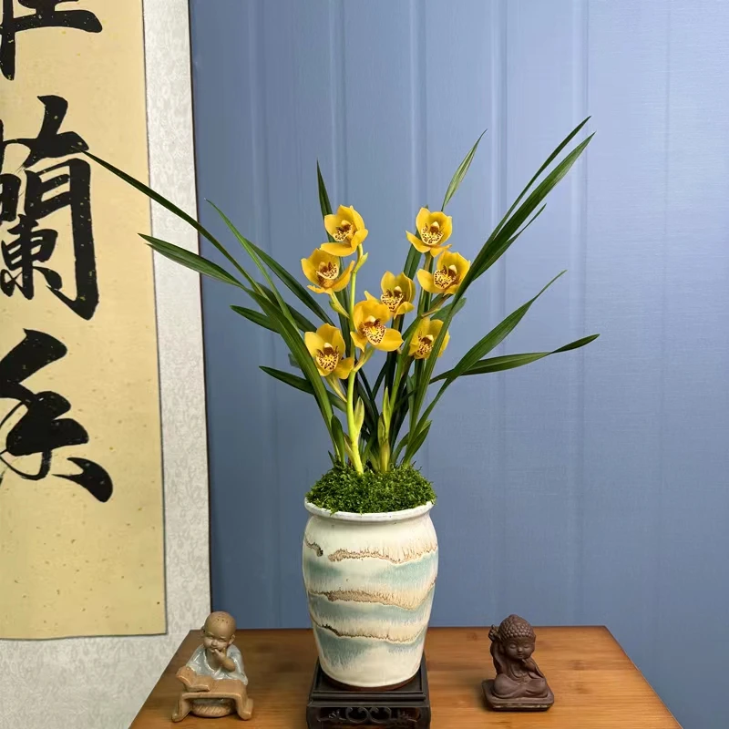 兰花苗金凤凰春兰国兰带花苞3-4苗以上带花盆室内室外绿植盆栽