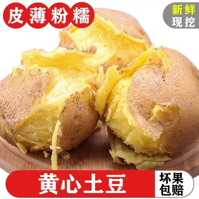 2025年新高山黄心土豆贵州本地洋芋威宁洋芋农家种植现挖马铃薯