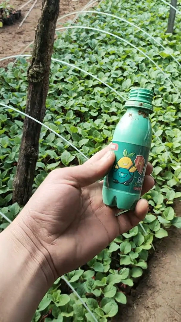 秒回生微生物菌剂对死苗烂棵效果很好