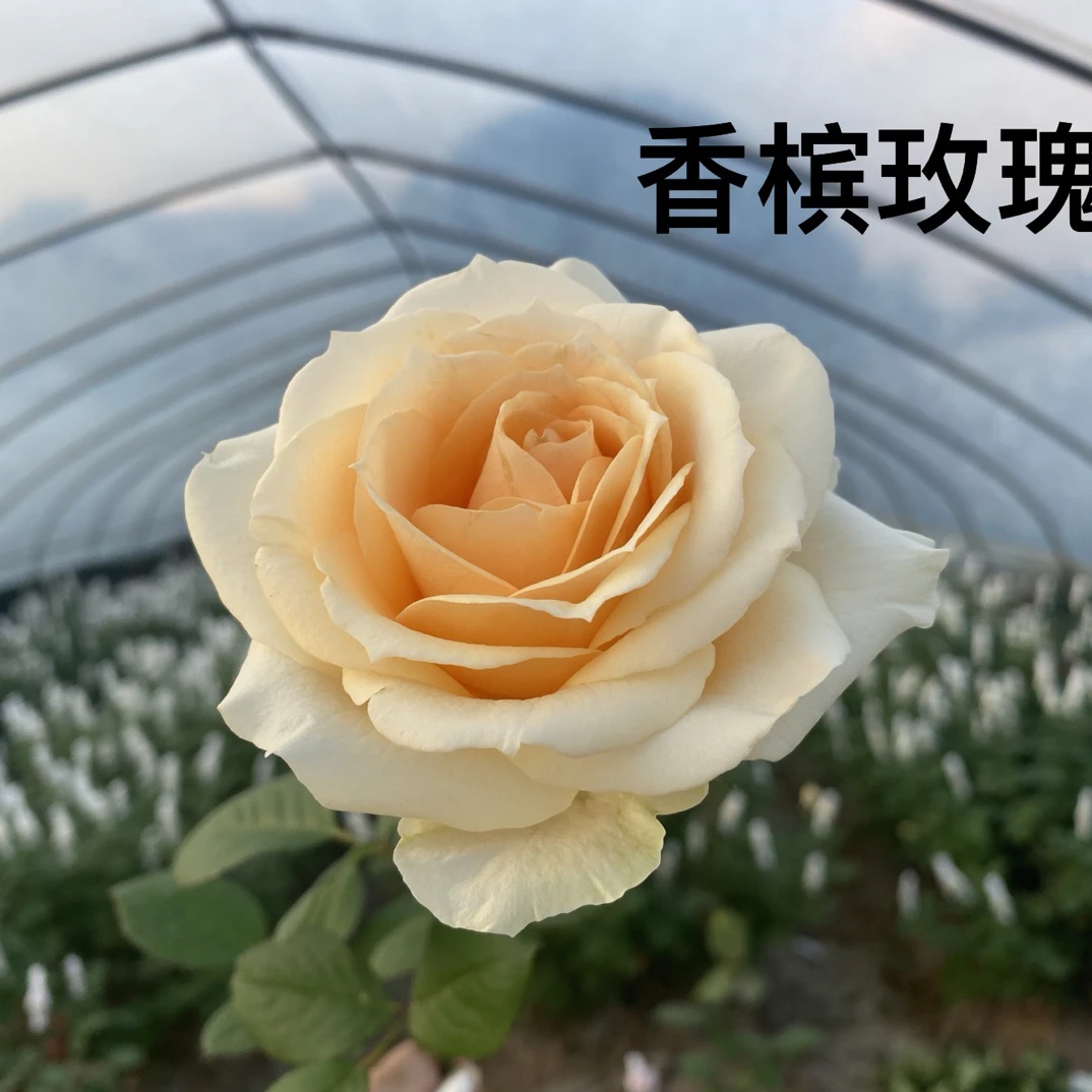 蜜桃雪山玫瑰（上海基地种植，现采现发，10%损耗不售后）