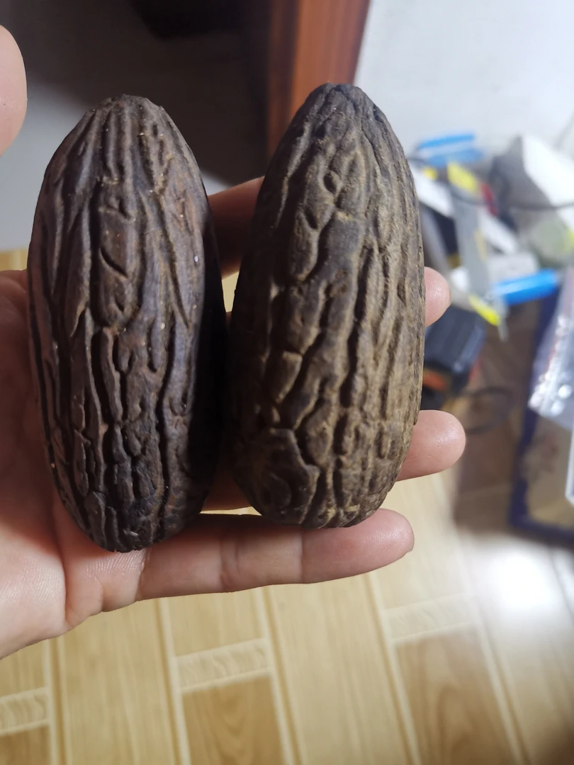 千眼菩提落地老油果(开果不退)