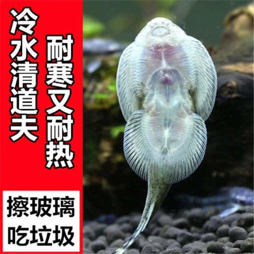 双吸盘冷水清道夫贵州爬岩鳅除藻不加温琵琶鱼吸鳅鱼缸清洁工具鱼
