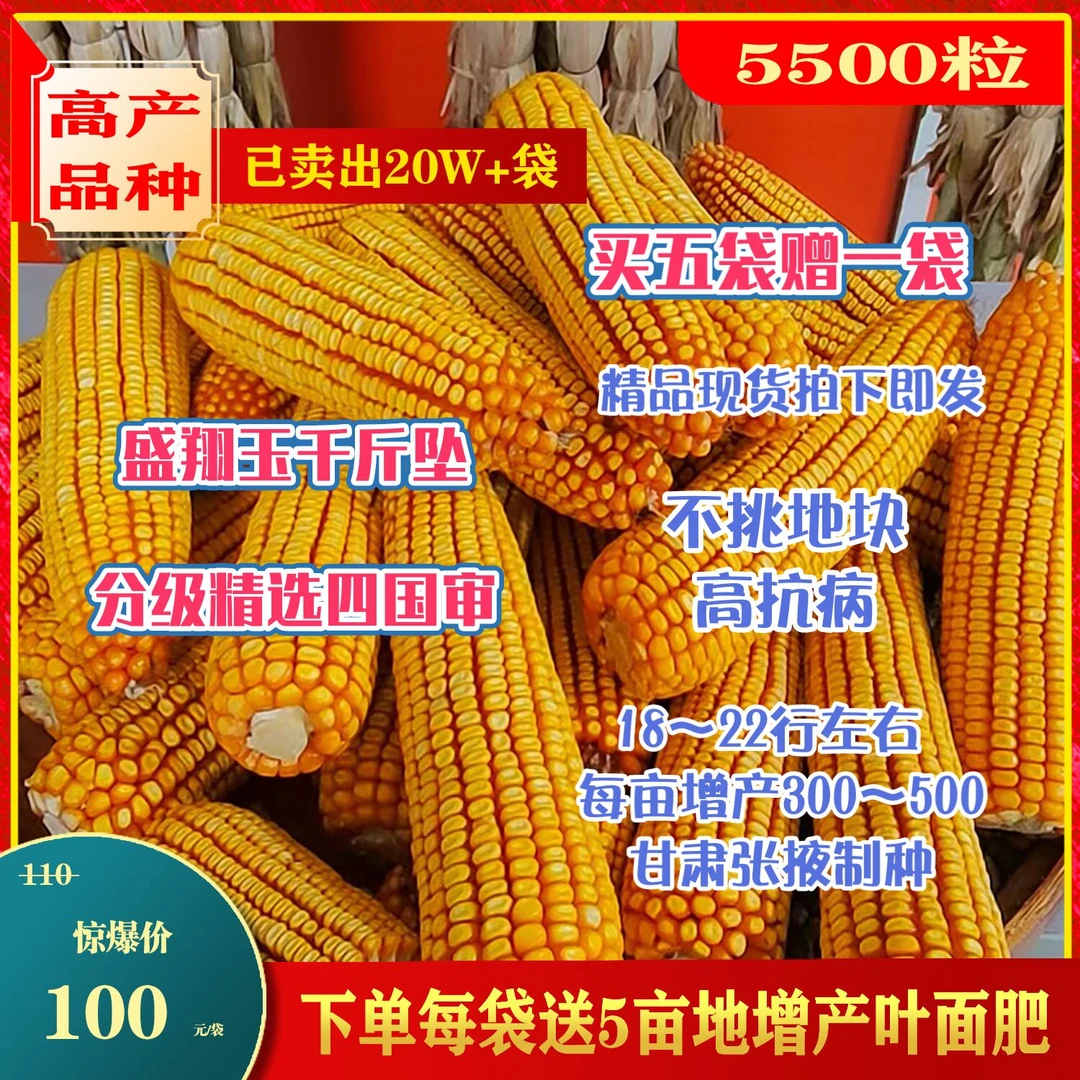 香盛翔玉千斤坠高产王抗旱耐涝不挑地块高抗病品种下单赠送叶面肥