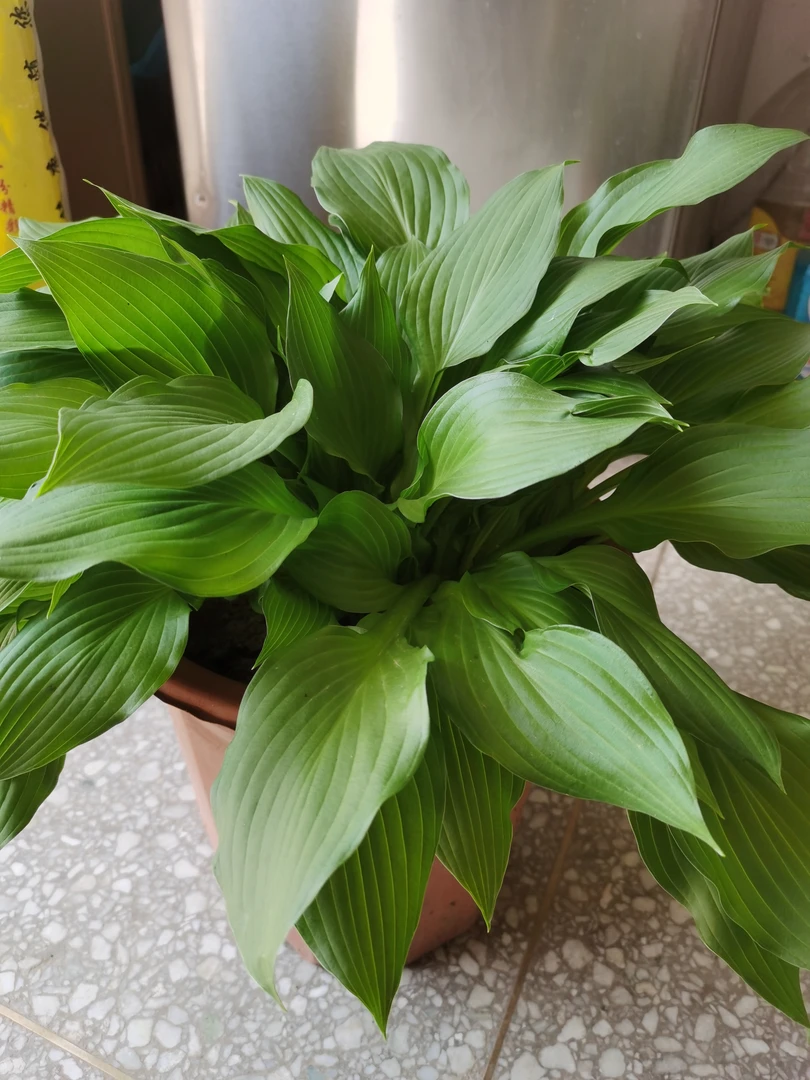 玉簪花 多年生观叶观花植物庭院盆栽室内观赏玉簪