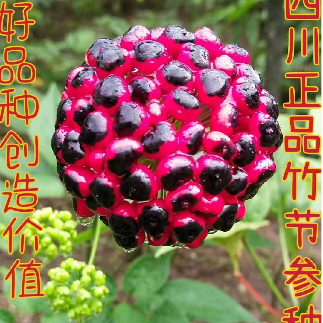 竹节参种子  野三七 四川高含量品种  耐寒种植富含适宜生长